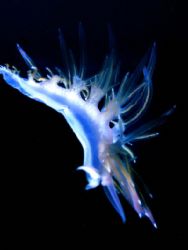 flabellina by Sergio Loppel 